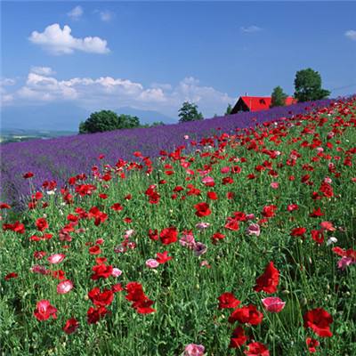 半岛平台半岛官方下载截图